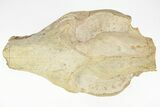 Fossil Oreodont (Merycoidodon) Skull - South Dakota #217197-7